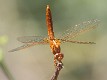 J01_3752 Crocothemis erythraea male